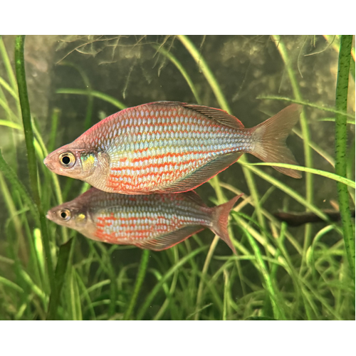 Dorityi Rainbowfish