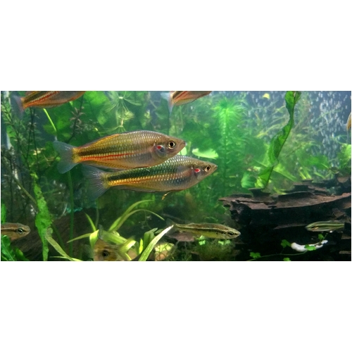 5-6cm Crimson Spot Rainbows