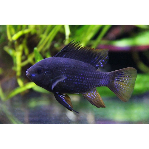 Midnight Black Ram XL
