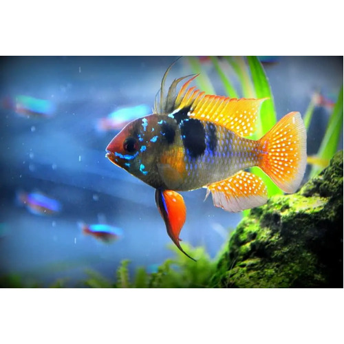 Blue Ram