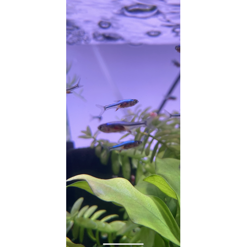 Axelrodi Rasbora