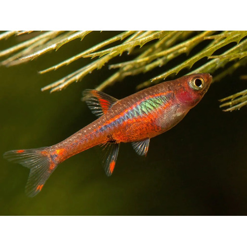 Chilli Rasbora