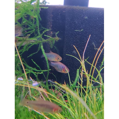 Emerald Rasbora