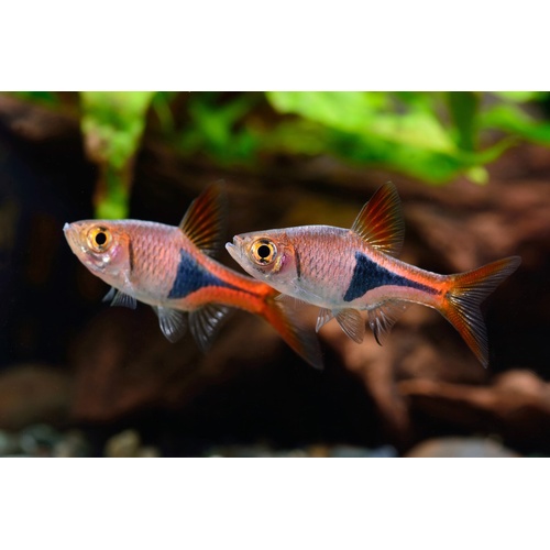 Assorted Harlequin Rasbora - Hengeli, Harlequin and Espei