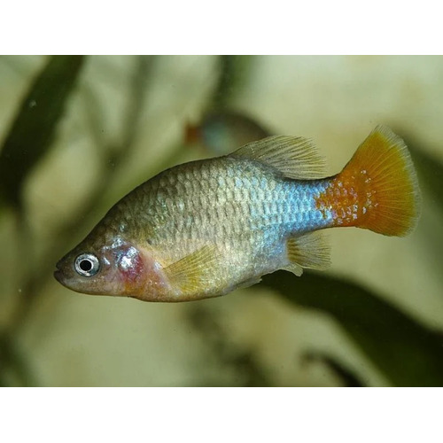 Redtail Splitfin - Goodeid