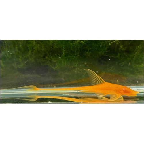 Albino Royal Whiptail Pair