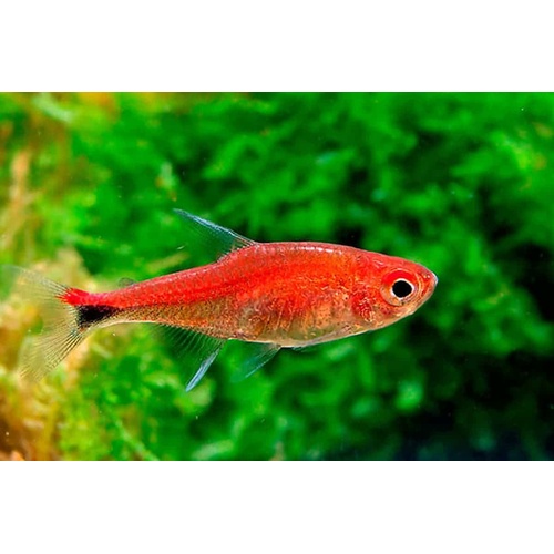 Ruby Tetra