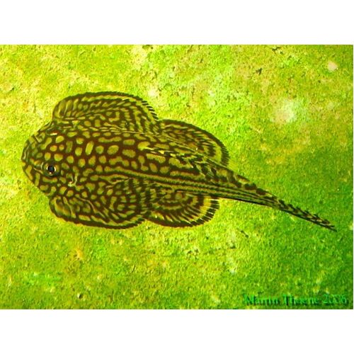 Sewellia Lineolata  (Tiger Hillstream Loach) Adult