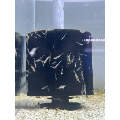 North Queensland Algae Eating Shrimp