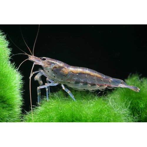 Australian Amano Shrimp