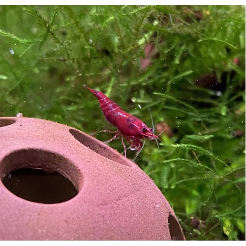 Bloody Mary Shrimp