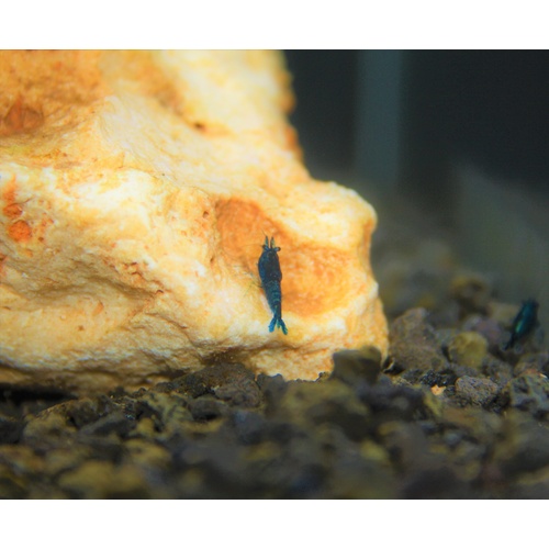 Blue Cherry Shrimp