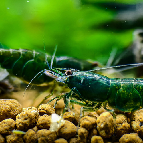 Green Jade Cherry Shrimp