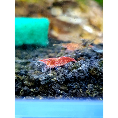 Red Cherry Shrimp