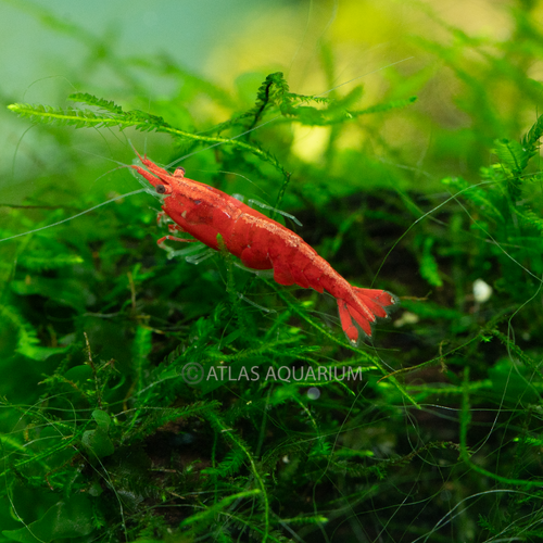 Red Cherry Shrimp