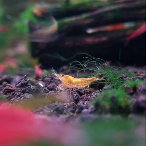 Yellow Cherry Shrimp