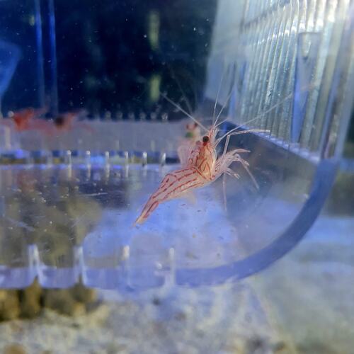 Peppermint Shrimp