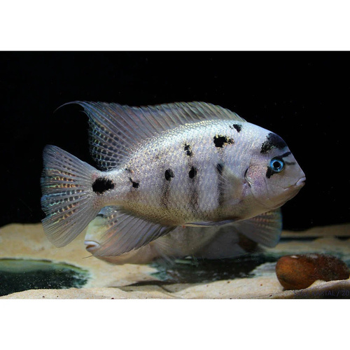 Vieja Argentea 4-5cm