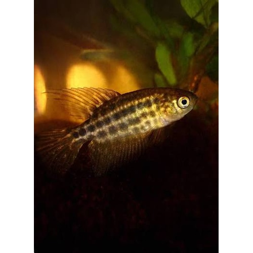 Simpsonichthys Constanciae (Pearl Featherfin Killifish) PAIR