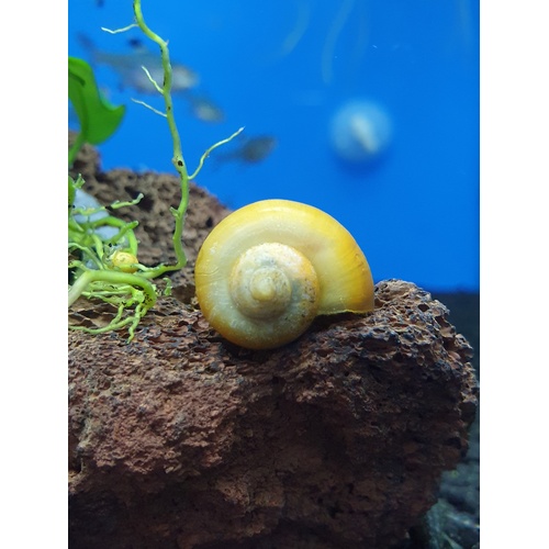 Mystery Snail