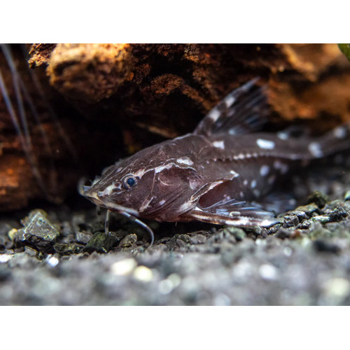 Spotted Talking Catfish