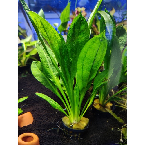 Tropica Amazon Sword