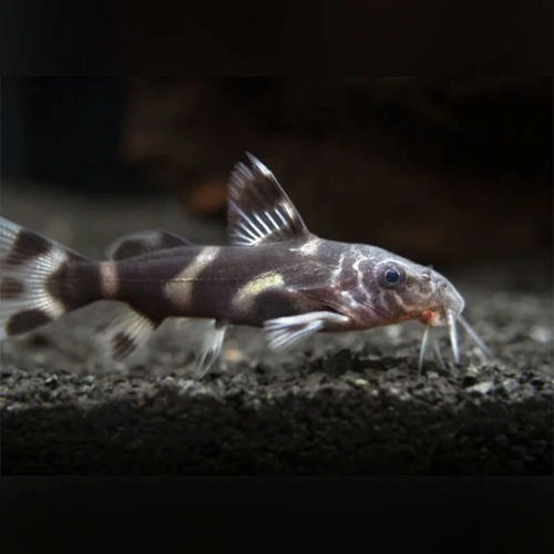 Synodontis Albolineatus