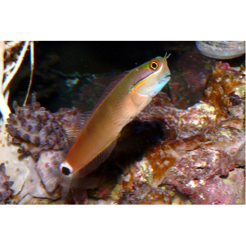 Tailspot Blenny