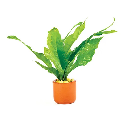Java Fern Terracotta Pot