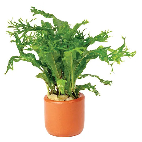 Crested Java Fern Potted