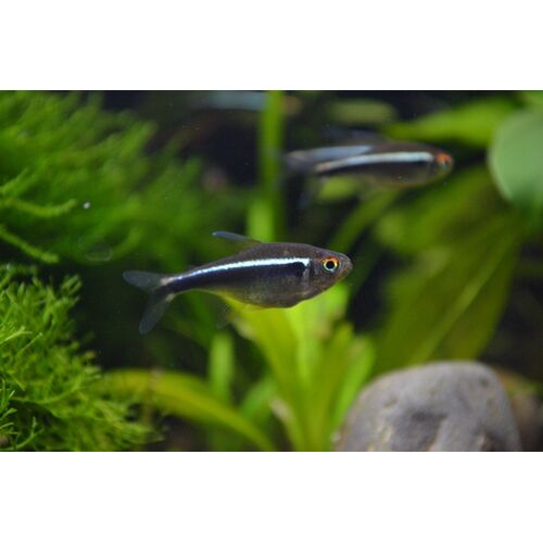 Black Neon Tetra