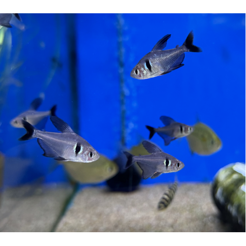 Black Phantom Tetra