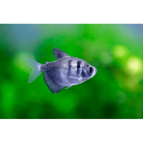 Black Widow Tetra