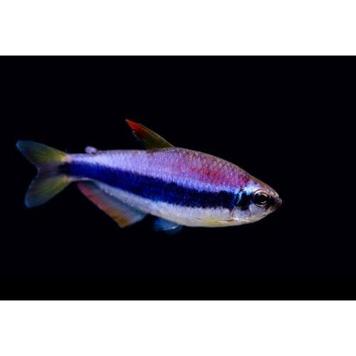 Blue Emperor Tetra