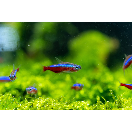 Cardinal Tetra