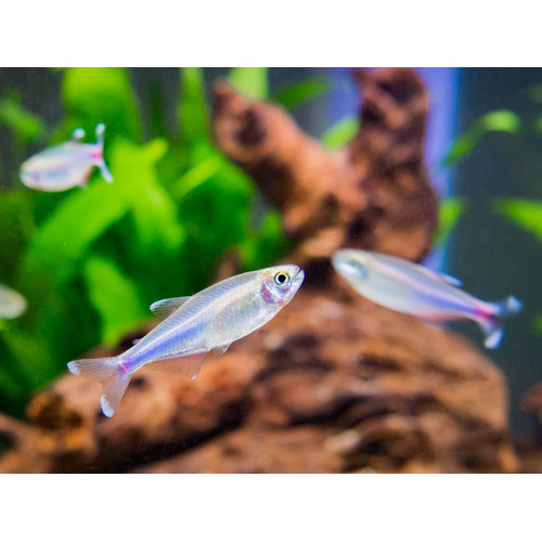 Cochus Blue Tetra