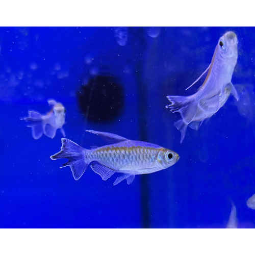 Congo Tetra Small