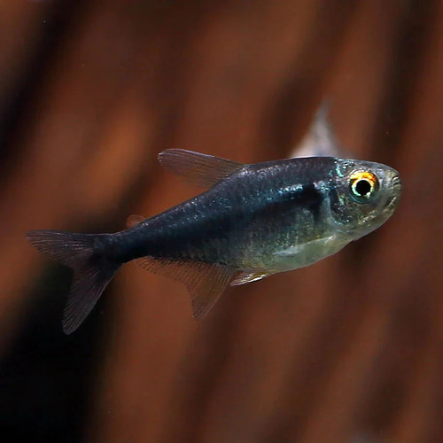 Diamond Head Black Neon Tetra - Hyphessobrycon herbertaxelrodi