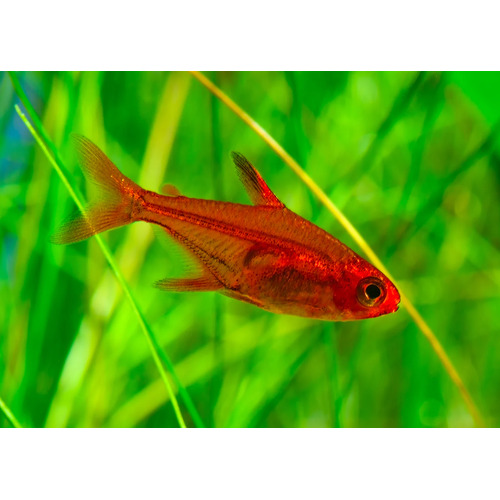 Ember Tetra