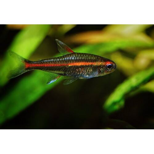 Glowlight Tetra