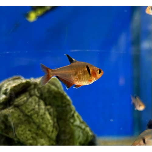 Serpae Tetra