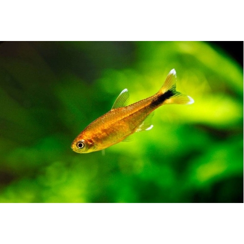 Silver Tip Tetra