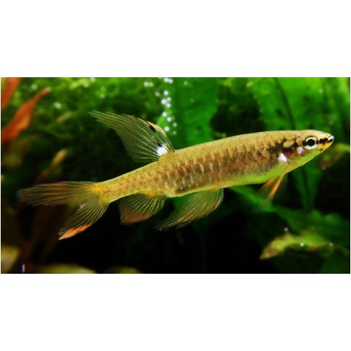 Splashing Tetra