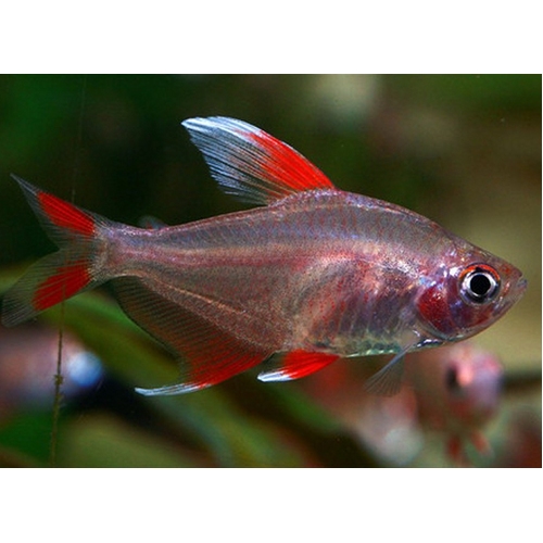 White Fin Ornate Tetra