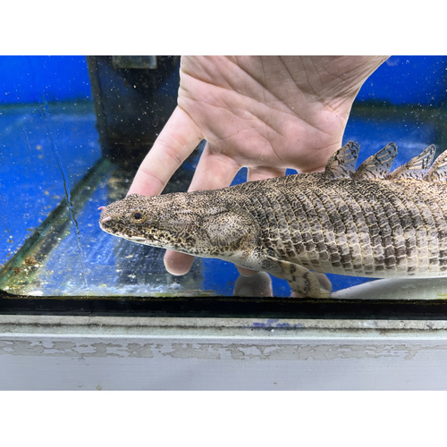 Large Tiger Bichir