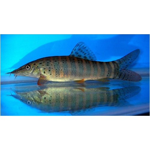 Tiger Loach - NEW!