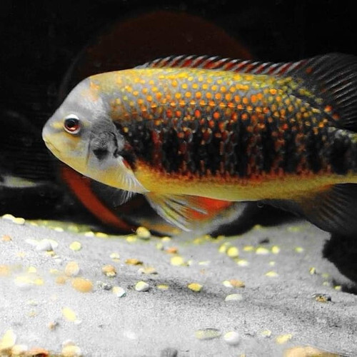 Tomocichla Tuba 10cm