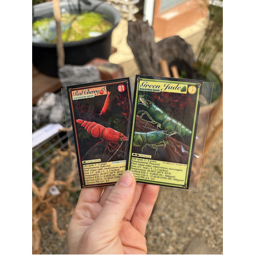 Alchemy Aquariums Trading Card