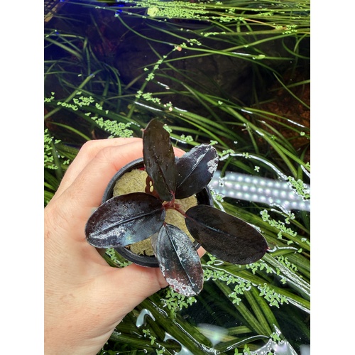 Bucephalandra Violet