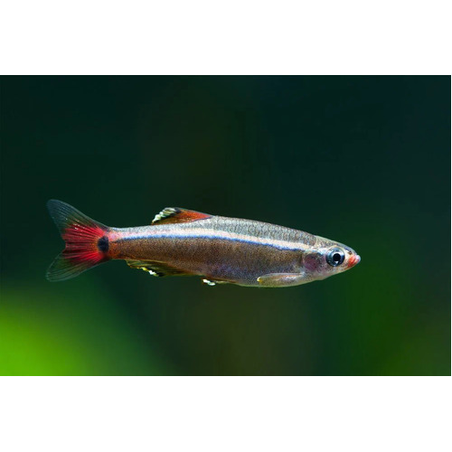 White Cloud Mountain Minnow